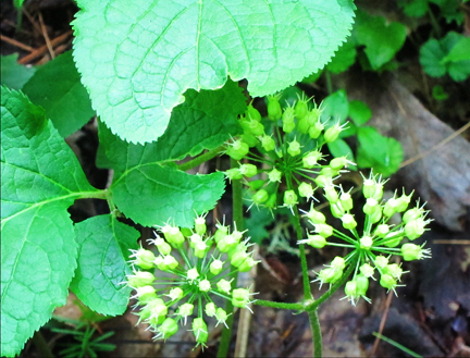 Adirondack Wildflowers:  Wild Sarsaparilla at the Paul Smiths VIC